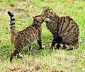 Scottish wildcat & kitten