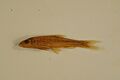 Shoal chub