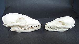 Skull of an island fox (right) compared with that of a gray fox (left)