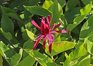Spice Bush (Calycanthus cidentalis) JCB.jpg