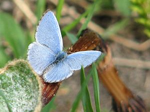 Spring Azure-male