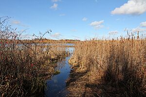 Spruce Lake Bog at a Creek Entrance