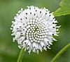 Square Snowstem. Melanthera nivea. Asteraceae - Flickr - gailhampshire.jpg