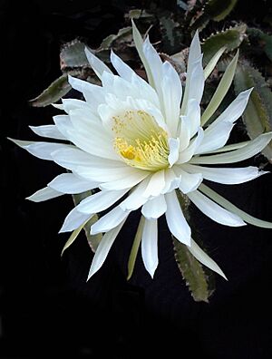 Strophocactus testudo9UE