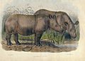 Sumatran Rhino London-1872