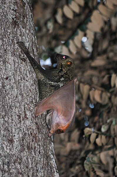 Sunda Flying Lemur