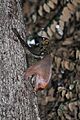 Sunda Flying Lemur