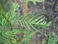 Tanacetum vulgare blatt