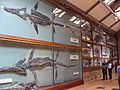 Temnodontosaurus.001 - Natural History Museum of London