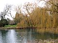 The Duck Pond, Wellhead Gardens, Bourne - geograph.org.uk - 97009