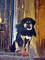Tibetan Mastiff (2642055070)