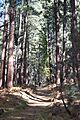 Trail up Pine Canyon