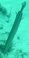Trumpetfish Molasses Reef