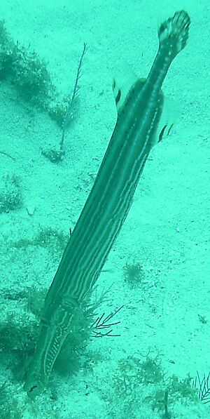 Trumpetfish Molasses Reef