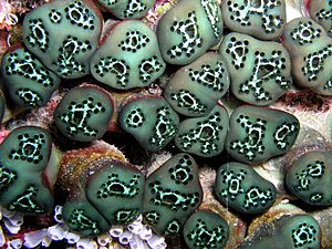 Tunicate green
