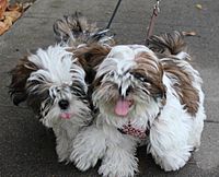 Two red and white haired shih tzu littermates