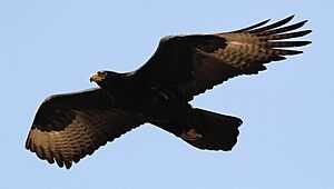 Verreaux's Eagle. Black Eagle, Aquila verreauxii, at Walter Sisulu National Botanical Garden, Gauteng, South Africa (18987033114)