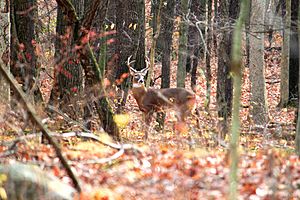 White-tailed Buck in a Wooded Area Kensington Metropark Michigan