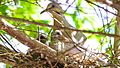 Bird on nest with two chicks