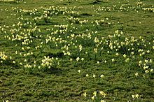 Wild daffodils, Broom's Green - geograph.org.uk - 755130.jpg