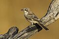 Woodchat Shrike juv - Castuera - Extremadura S4E5780 (14760575193)