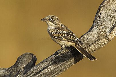 Woodchat Shrike juv - Castuera - Extremadura S4E5780 (14760575193)