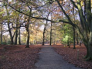 Woodland path at Alderley Edge