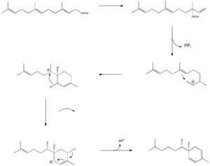 Zingiberene Biosynthesis