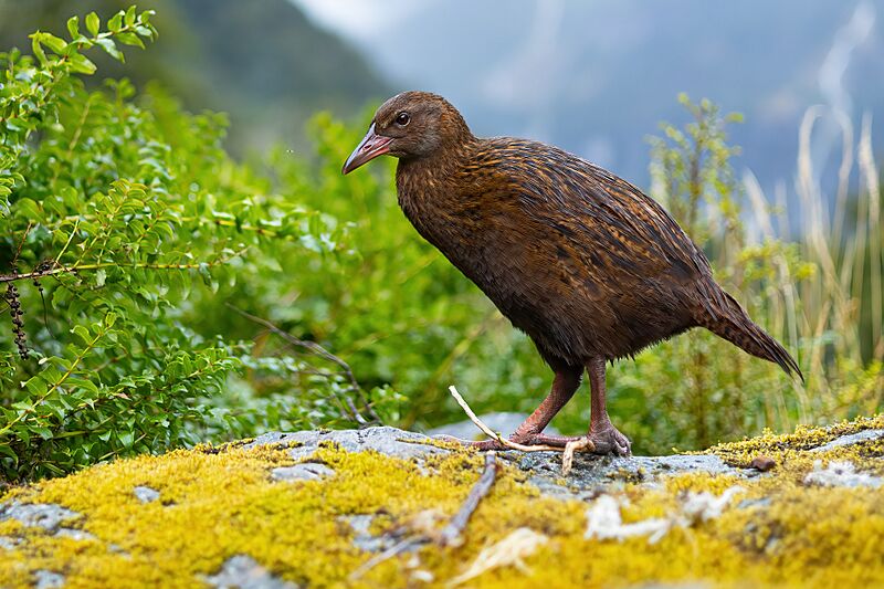 0A2A9595 Weka