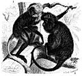 1 - Colobus polykomos 2 - Colobus satanas