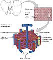 2423 Microscopic Anatomy of Liver