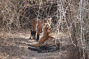 A mother and cub...