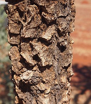Acacia inaequilatera bark