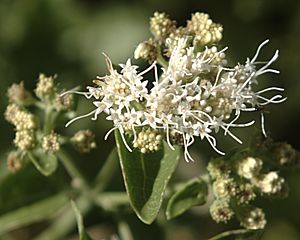 Ageratina herbacea flora