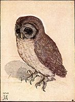 Albrecht Dürer - The Little Owl - WGA7367