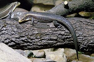 Amneville Gerrhosaurus major 27 08 2010 1.jpg