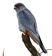 Amur Falcon (Falco amurensis) male (16794543415)