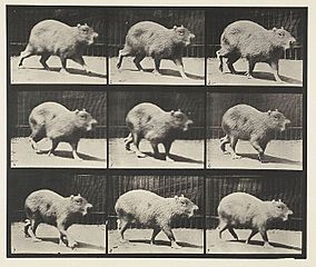 Animal locomotion. Plate 746 (Boston Public Library)