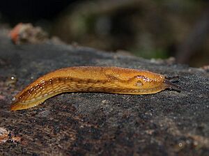 Arion-subfuscus-braune-wegschnecke