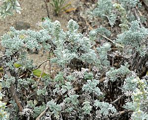 Artemisia pycnocephala 1.jpg