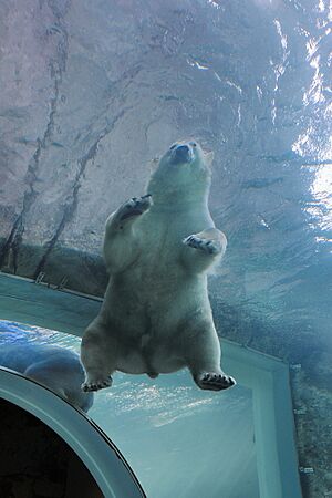 Assiniboine Park Zoo, Winnipeg (505445) (25750408061)