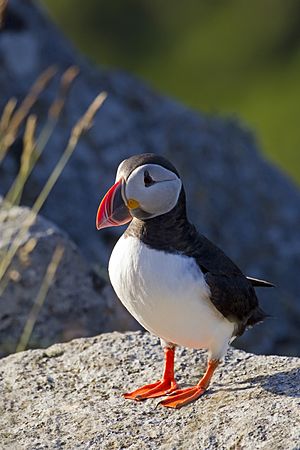 Adult in breeding plumage