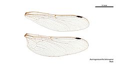 Austrogynacantha heterogena male wings (34927920891)