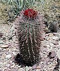 Baja Fire Barrel Cactus Ferocactus Gracilis gracilis (25291274397).jpg