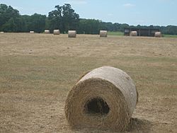 Bales of rolled hay west of Crockett, TX IMG 1011