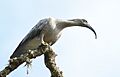Bandurria-UY-Theristicus caerulescens