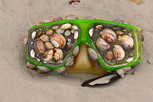 Beach Find - Flickr - Andrea Westmoreland