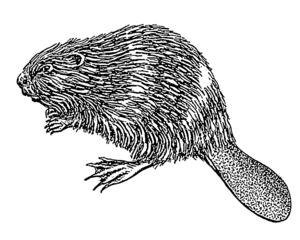 Beaver 1 (PSF)(retouched)(transparent)