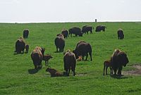 Bison at Blue Mounds State Park
