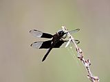 Black Knight male (Camacinia othello) (32547236830)